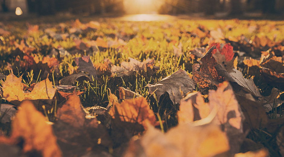 The Beauty of Letting Go and Guide to Loving Fall